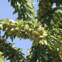 باغ-بادام-رو-به-قیمت-موکت-بخر