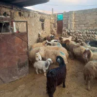 میش داشتی بزغاله