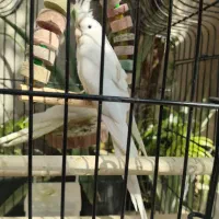 پرنده ،طوطی عروس،هلندی ، آلبینو و لوتینو ،جفت|پرنده|قم, شهر قائم|دیوار