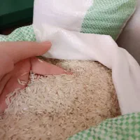 برنج فجر