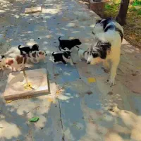 توله شتیتزو|سگ|قمصر, |دیوار