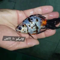 انواع ماهی آکواریومی|ماهی|شیراز, درکی|دیوار
