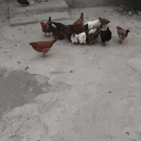 فروشی مرغ و خروس|حیوانات مزرعه|هیر, |دیوار