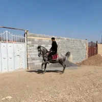 اسب