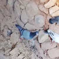 کبوتر مسافتی|پرنده|زرین آباد, |دیوار