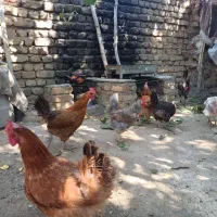 مرغ|حیوانات مزرعه|زند, |دیوار