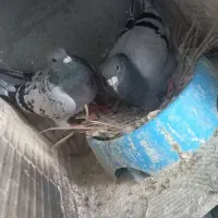 کفتر پلاکی و سینه ای و اصفهانی