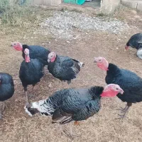 بوقلمون نر ارگانیک|حیوانات مزرعه|سیلوانه, |دیوار