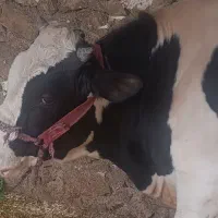 گاو|حیوانات مزرعه|رستم, |دیوار