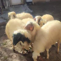 کاور نر گوشتی  6 عدد