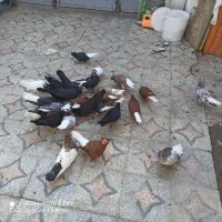 کفتر رنگی|پرنده|خرمشهر, |دیوار