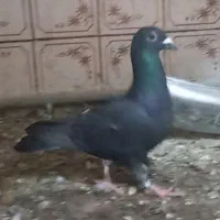 ماده پلاکی