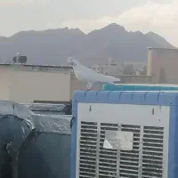 کبوتر