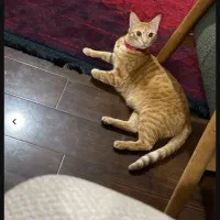 این کوچولو مهربون یه سرپرست میخاد