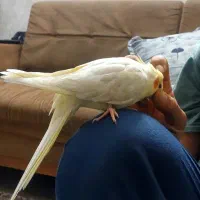 عروس هلندی گم شده