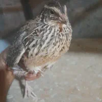 گوشت بلدرچین