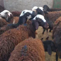 بره ماده|حیوانات مزرعه|فیروزآباد (لرستان), |دیوار