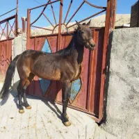 خرید و فروش اسب پالونی لطفاً الکی زنگ نزن