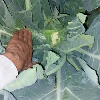 گل کلم|گل و گیاه طبیعی|فیروزآباد (فارس), |دیوار