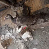 کبوتر فروشی|پرنده|مشهد, نیزه|دیوار