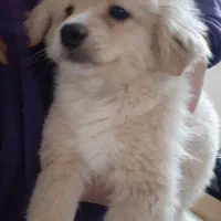 سگ پامرین اشپیتز