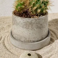 گلدان بتنی و گیاه طبیعی کاکتوس
