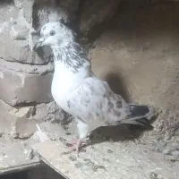 کبوتر گرگی