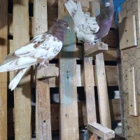 کله سرخ خونی|پرنده|کرج, کوی امامیه|دیوار