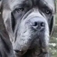 کنکرسو نربلو