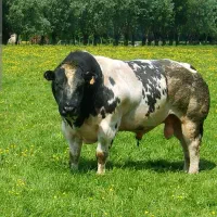 گوشت گوساله و گوسفندی