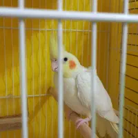طوطی عروس ماده|پرنده|ساری, |دیوار