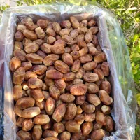 خرمای زاهدی قصب لوکس|حراج|شیراز, انجیر|دیوار