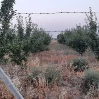 باغ  در قشلاق