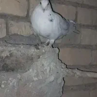 کبوتر|پرنده|گلپایگان, |دیوار