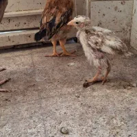 جوجه مرغ و خروس گلین|حیوانات مزرعه|اصفهان, پوریای ولی|دیوار