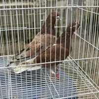 ۱۰ جفت کبوتر نرو ماده دهن‌جور|پرنده|قائم‌شهر, |دیوار