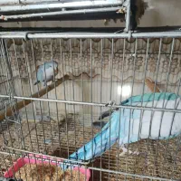 راهب مولد|پرنده|بومهن, |دیوار