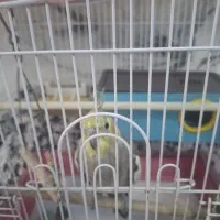 عروس هلندی
