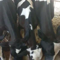 دوراس گوساله