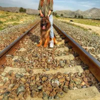 ۵قلاده ژرمن کینگ سایز|سگ|زرقان, |دیوار