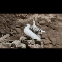 کبوتر خوشونه