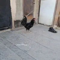 خروس جوان گلین