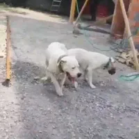 واگذاری توله داگو ارژانتینو|سگ|قائمشهر, |دیوار