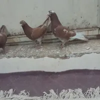 کبوتر انگلیسی