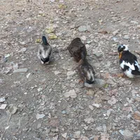 اردک غاز