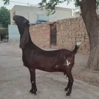 یک عدد بز پاکستانی حامله|حیوانات مزرعه|مسجد سلیمان, |دیوار