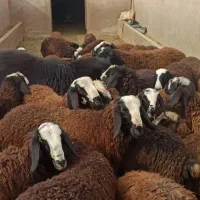 گوسفند زنده جهت تمامی مراسمات.با قصاب گوسفند خونی|حیوانات مزرعه|مشهد, نوفل لوشاتو|دیوار