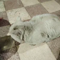 گربه پرشین کت سفید چشم سبز|گربه|شیراز, دارالرحمه|دیوار