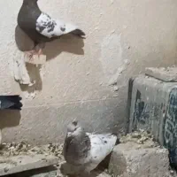 فروش  کبوتر