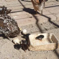 فروش مرغ و خروس و جوجه